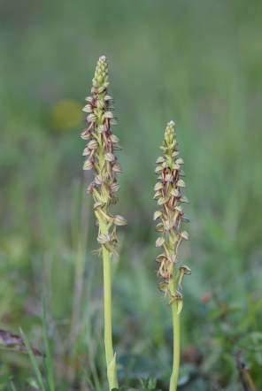 Man Orchid (Orchis anthropophora)