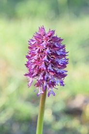 Lady x Monkey (Orchis x angusticruris)