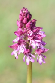 Lady x Military (Orchis x hybrida)